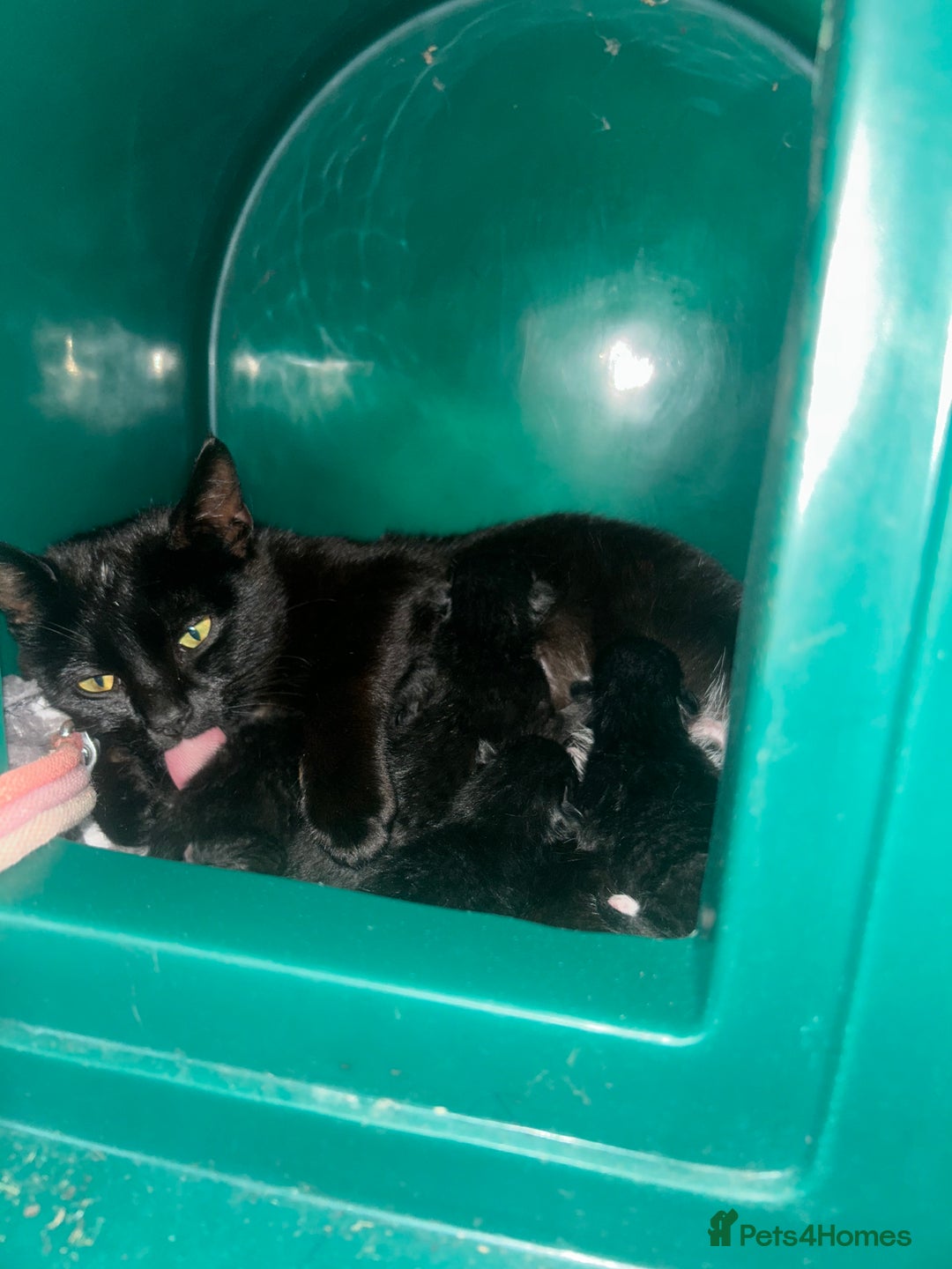 Mixed Breed cats for sale: Beautiful loving kittens looking for new 🏡 - Image 4