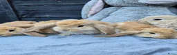 Continental Giant rabbits for sale: Giant French Lops & Mini Lops  - Advert 6