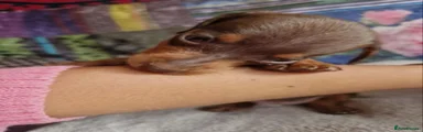 Miniature Dachshund Puppy 3