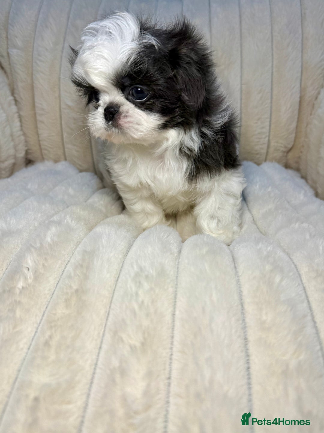 Shih Tzu dogs for sale: Imperial Shih Tzu – Last Puppy Reduced price  - Advert 7