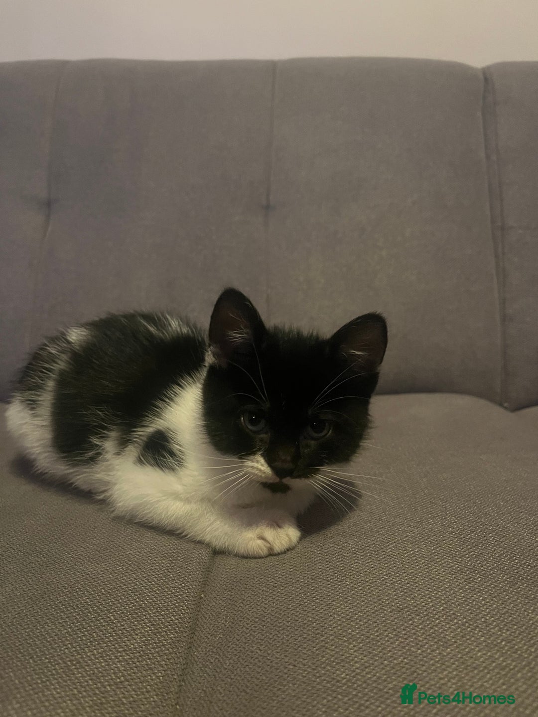 British Shorthair cats for sale: Black and white kittens! - Image 5