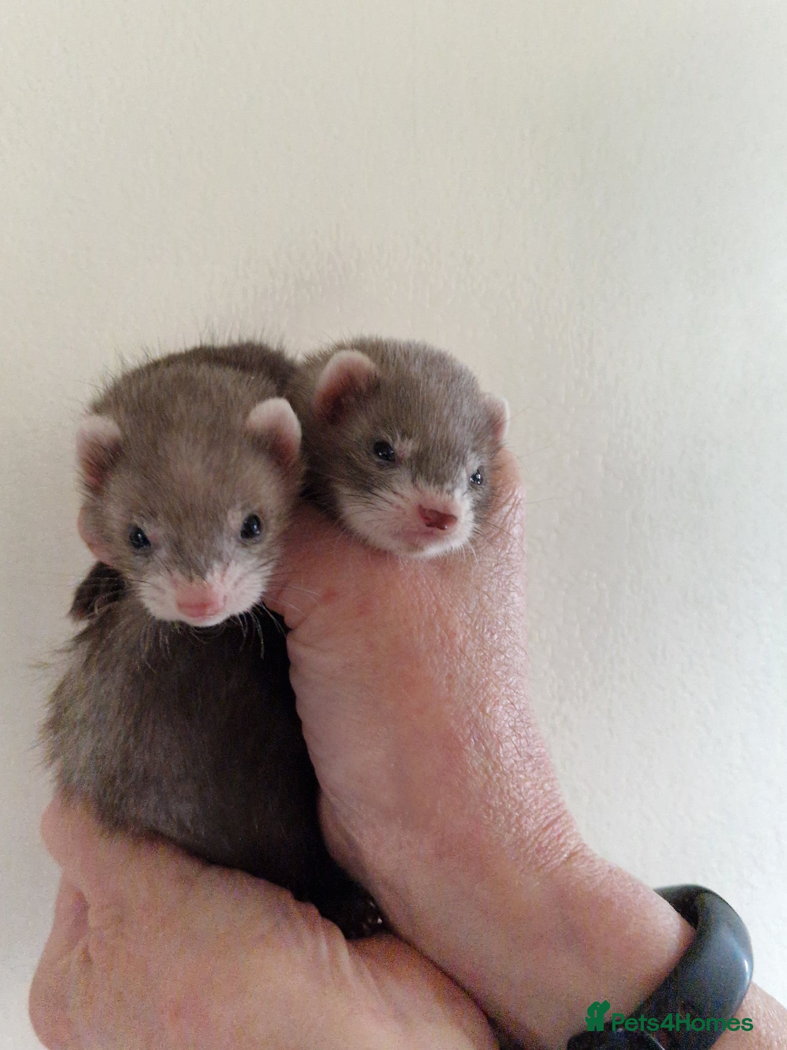 Ferret rodents Micro ferret hobs - Advert 1