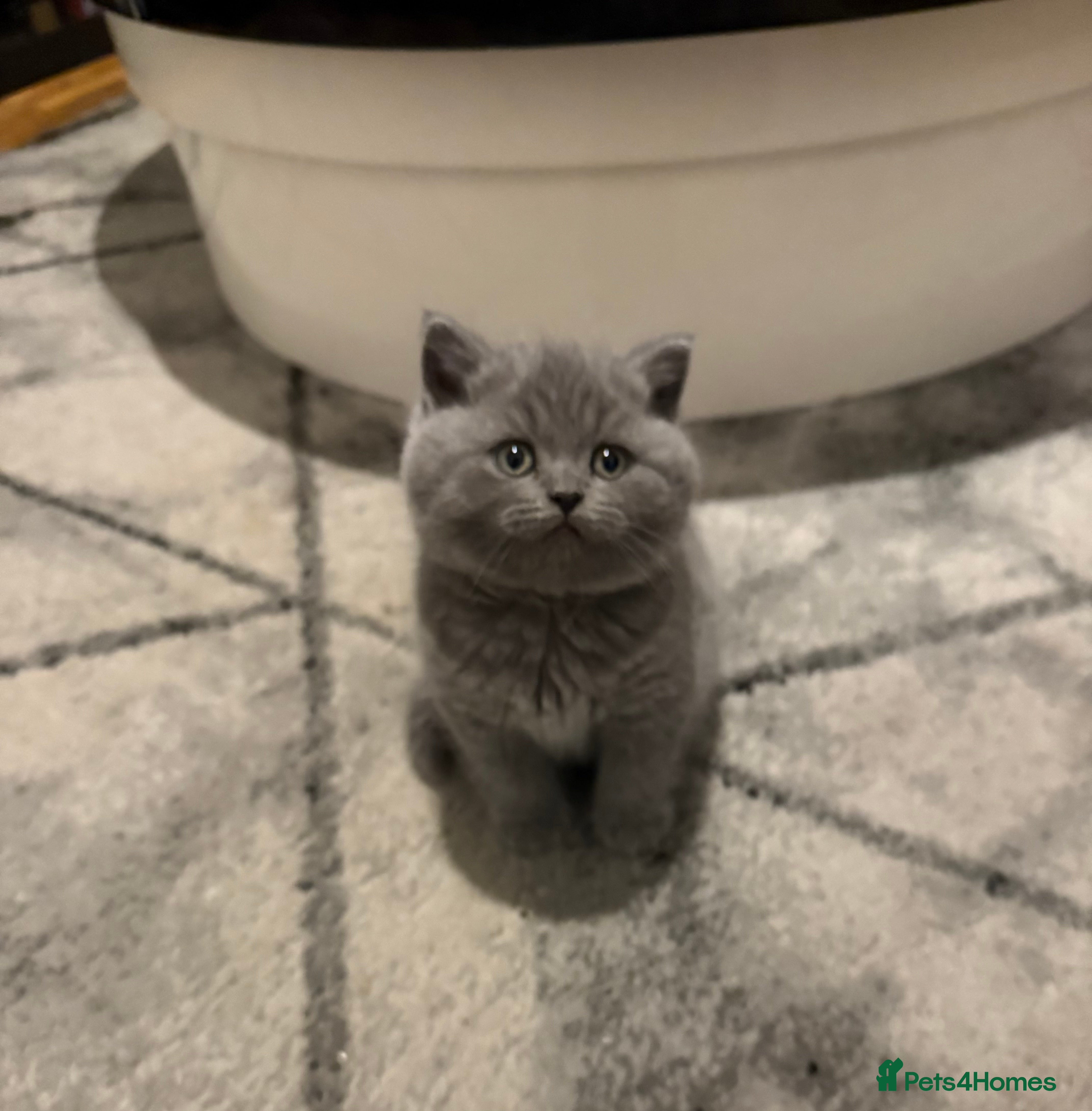 Scottish Fold cats Scottish fold kittens  - Advert 4