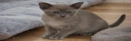 Burmese cats for sale: Affectionate Burmese boys - Advert 10