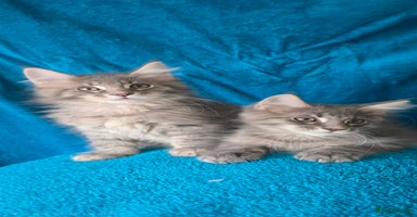 Maine Coon cats - Advert 3