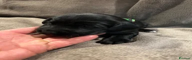 Springador 4