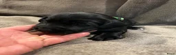 Springador dogs for sale: Springador pups - Advert 28