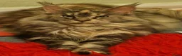 Maine Coon cats for sale: Outstanding Quality shaded line Boys - Advert 16