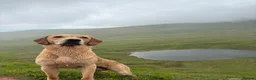 Labrador Retriever dogs for stud: KC working Labrador stud  - Advert 6