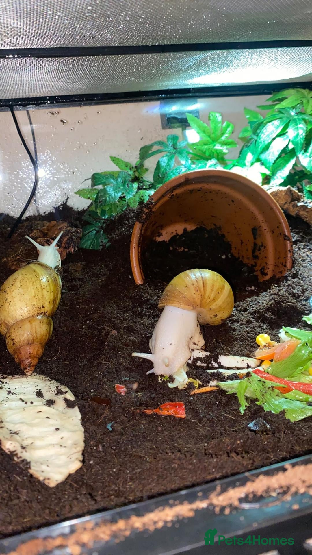 Snails invertebrates Albino Giant African land snail babies  - Advert 11
