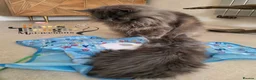 Maine Coon cats for sale: Top quality Mainecoon girls..Tica reg  - Advert 3