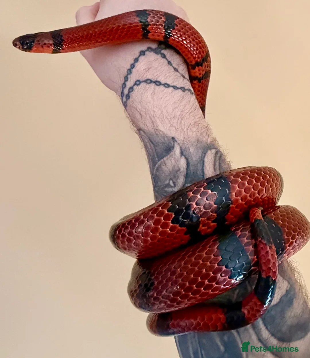 Milk Snake reptiles for sale: Honduran Milk Snake  - Advert 2