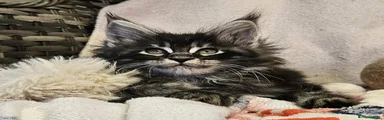 Maine Coon Kitten 1