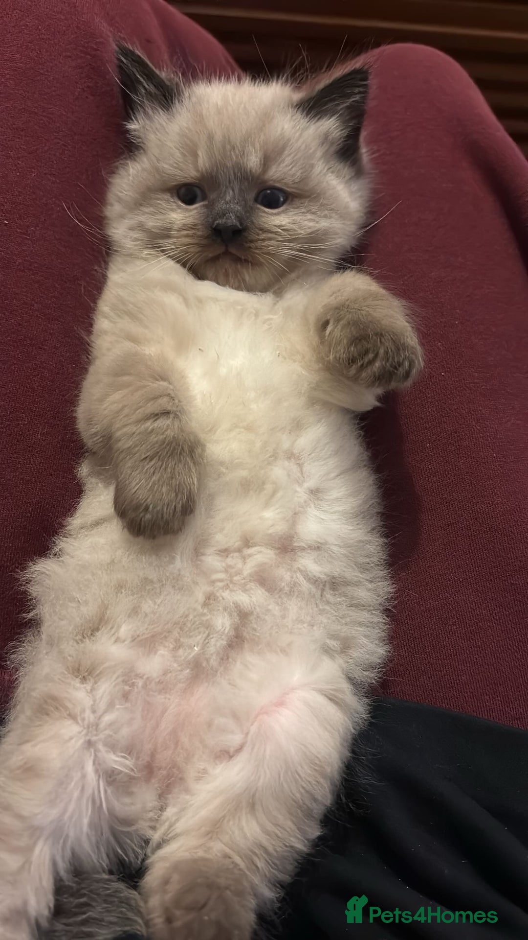 Ragdoll cats for sale: Male Ragdoll kitten  - Advert 7