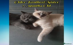British Shorthair cats for sale: ♥️ Fun Loving British Shorthair Kittens♥️ - Image 24