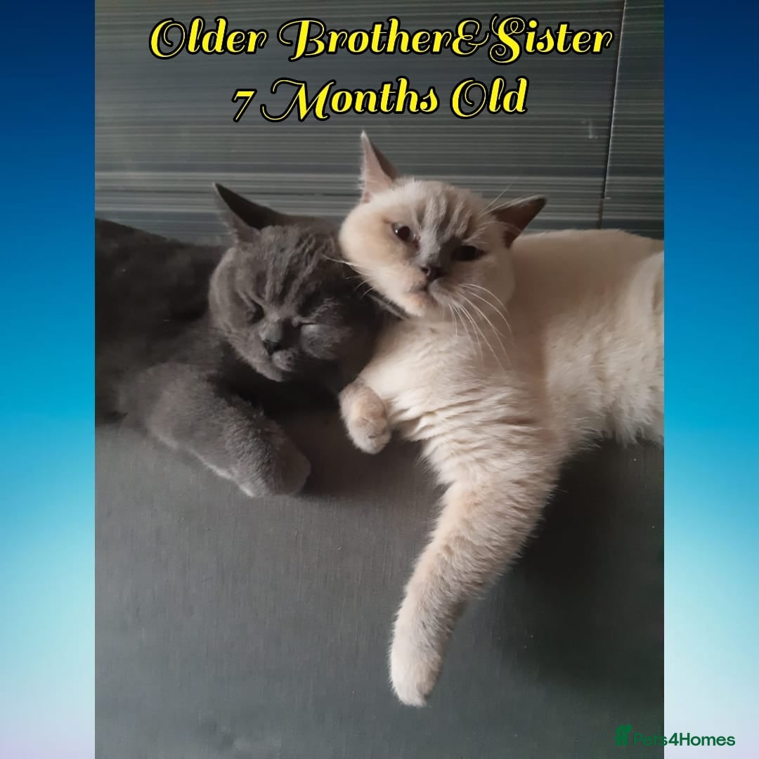British Shorthair cats for sale: ♥️ Fun Loving British Shorthair Kittens♥️ - Image 24