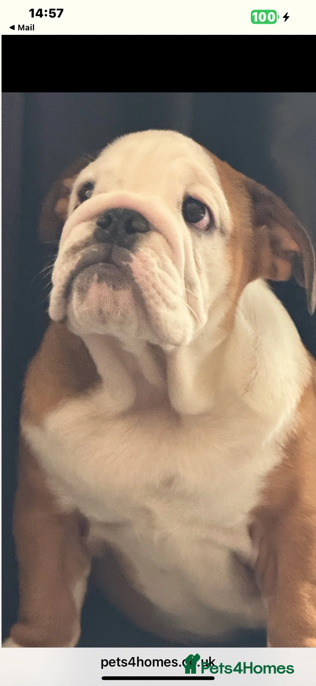 English Bulldog dogs for sale: Reluctant sale female British bulldog in Sheffield - Advert 2