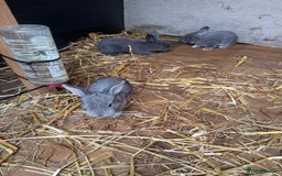British Giant rabbits for sale: Giant rabbits  - Image 3