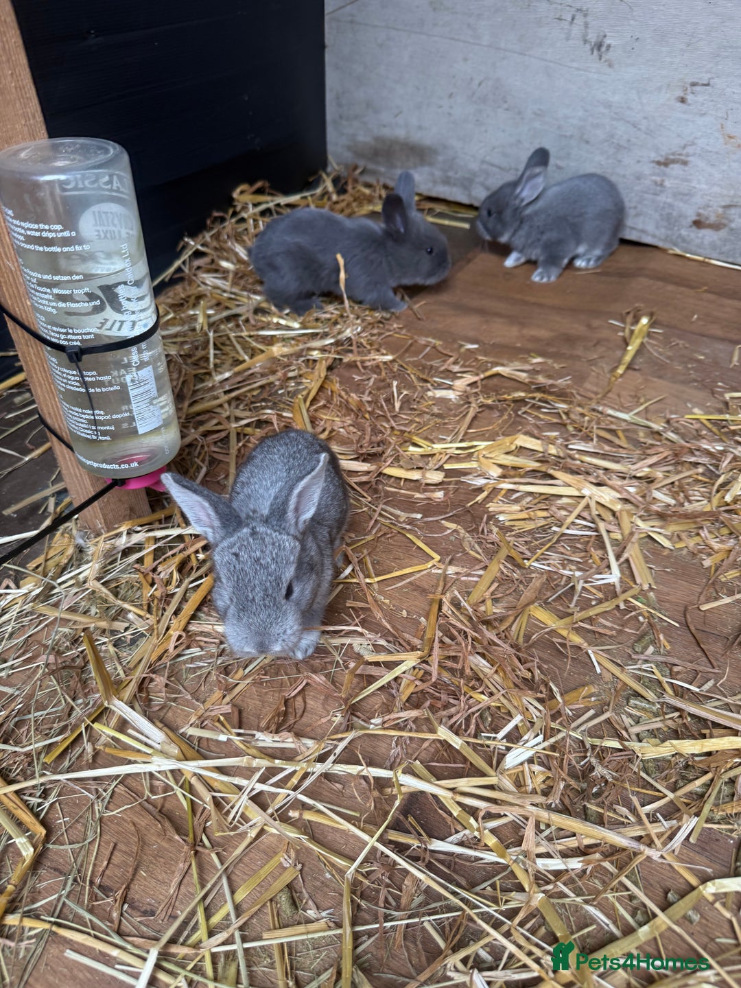 British Giant rabbits for sale: Giant rabbits  - Image 3