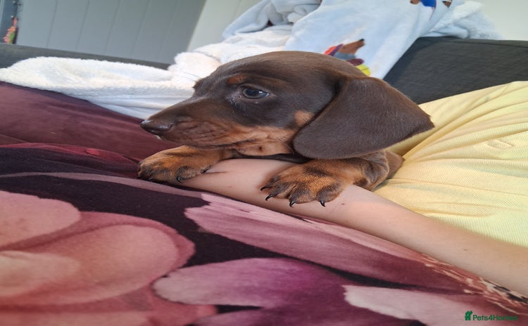 Miniature Dachshund dogs - Advert 11