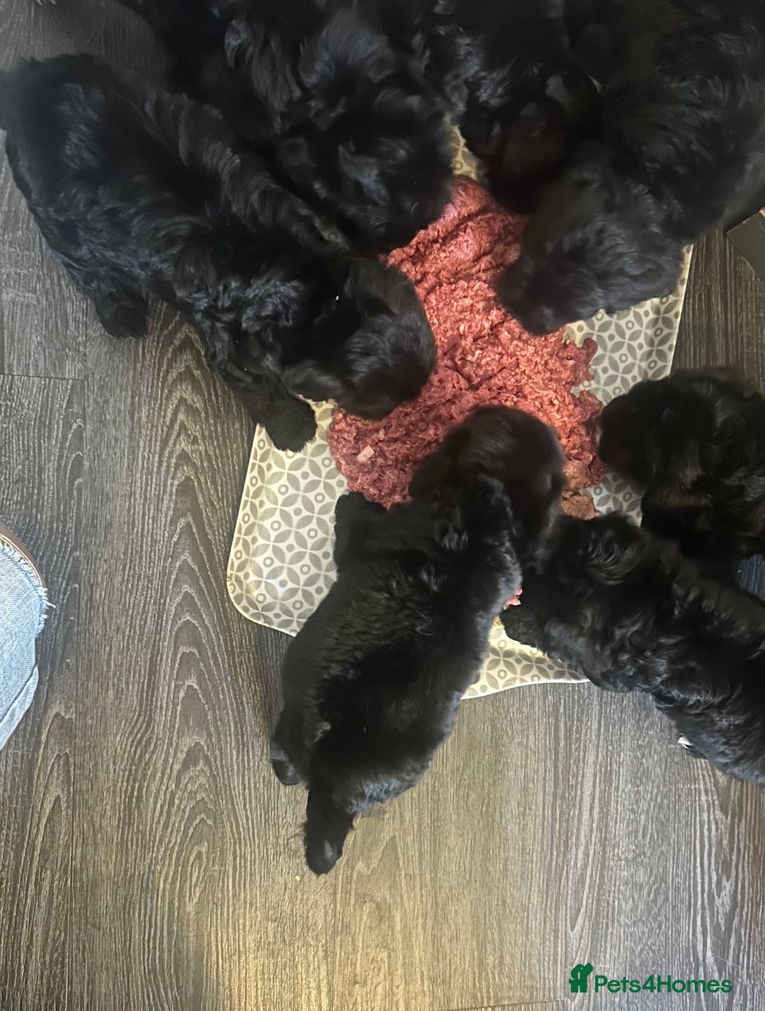 Cockapoo dogs for sale: Cockapoos looking for forever homes - Advert 10