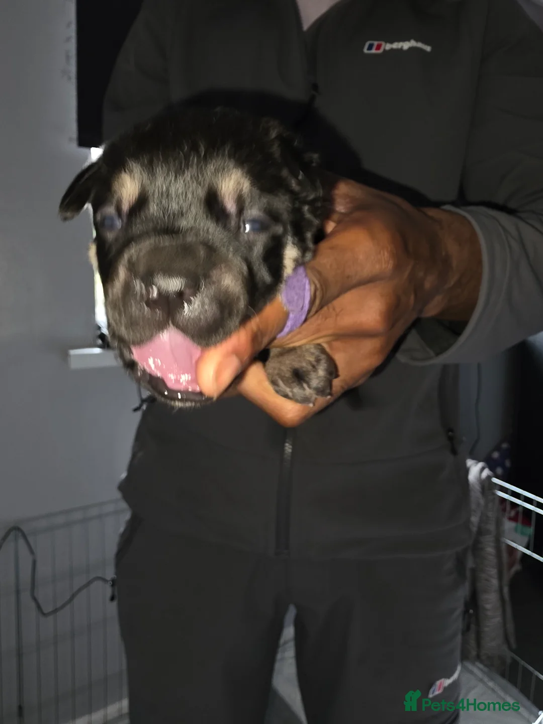 Cane Corso dogs for sale: Cane corso puppies - Advert 2