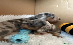 Miniature Dachshund dogs for sale: Mini dachshund puppies 6 weeks - Advert 30