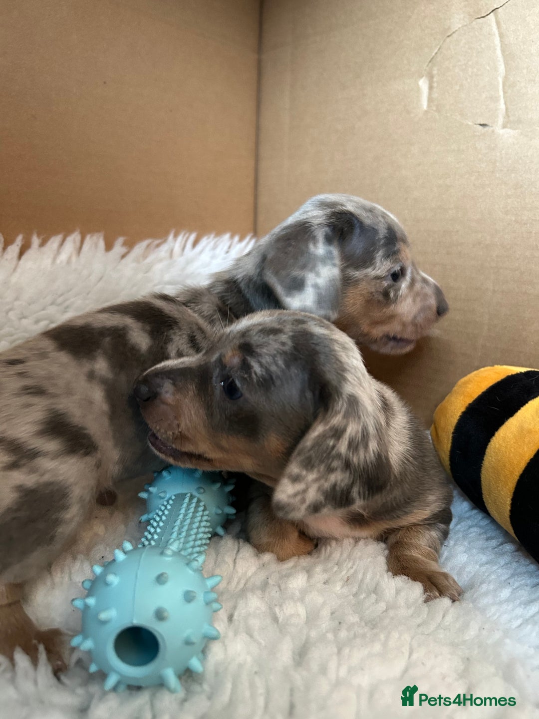Miniature Dachshund dogs for sale: Mini dachshund puppies 6 weeks - Advert 30