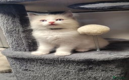 Ragdoll cats for sale: 🐾😺 3 Fluffy Ragdoll Kittens Waiting for You ♥♥♥ - Image 5