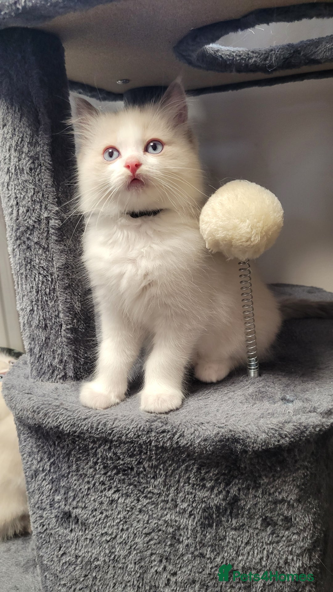 Ragdoll cats for sale: 🐾😺 3 Fluffy Ragdoll Kittens Waiting for You ♥♥♥ - Image 5