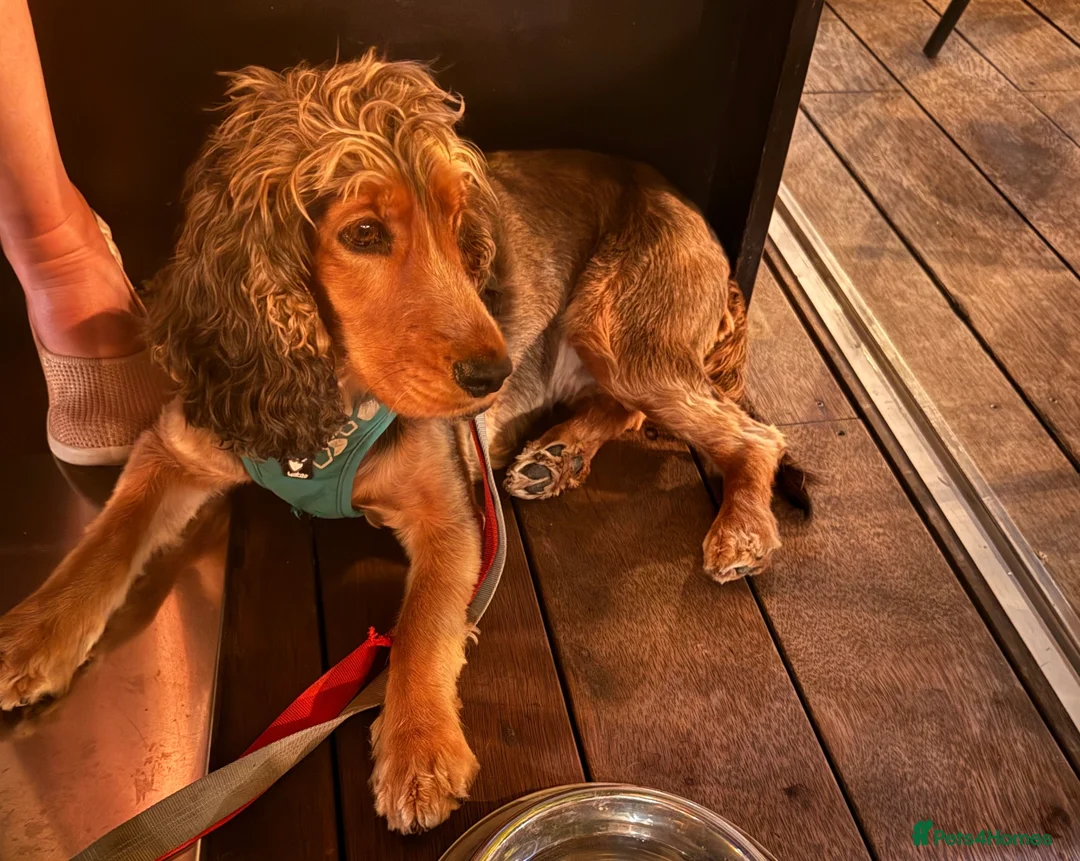 Cocker Spaniel dogs for sale: 5 Stunning Show Cocker Spaniel Pups  - Advert 23