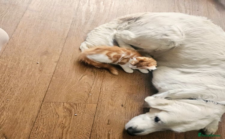 Mixed Breed cats - Advert 3
