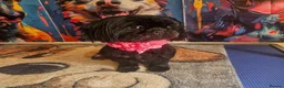 Shih Tzu dogs for sale: Imperial Shih Tzu puppies  in Derby - Advert 2