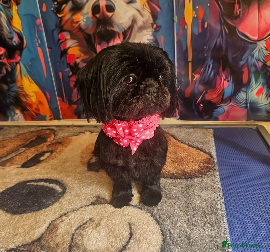 Shih Tzu dogs for sale: Imperial Shih Tzu puppies  in Derby - Advert 2