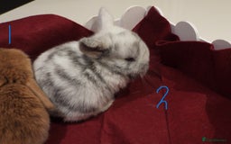 Mini Lop rabbits for sale: Adorable Purebred Mini Lop Babies - Image 11