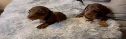 Miniature Dachshund dogs for sale: Miniature dachshund  - Advert 2