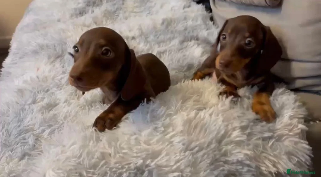 Miniature Dachshund dogs for sale: Miniature dachshund  - Advert 2