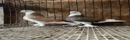 Pigeons birds for sale: FANCY WEST OF ENGLAND TUMBLERS  - Advert 12