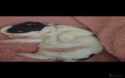 Shih Tzu dogs for sale: Shih tzu - Image 5
