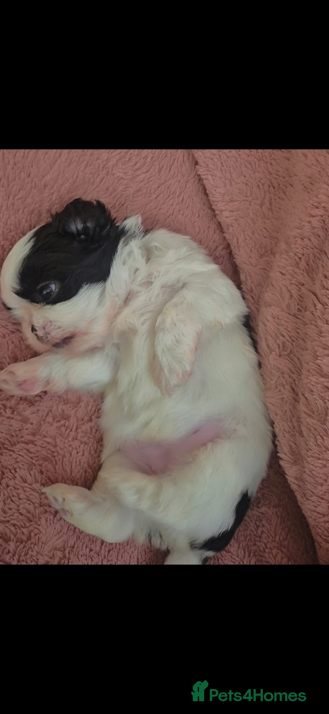 Shih Tzu dogs for sale: Shih tzu - Image 5