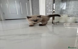 Ragdoll cats for sale: READY TO LEAVE Purebred ragdolls - Image 10