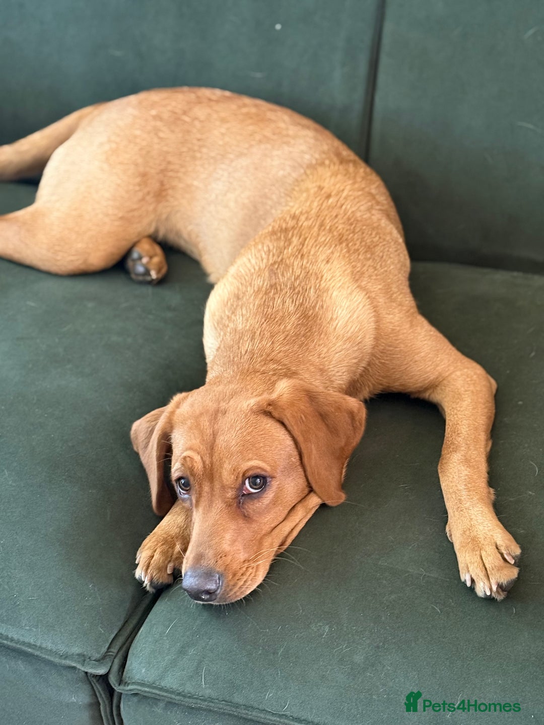 Labrador Retriever dogs for sale: Fox Red Labrador (female) 1.5 years  - Advert 3