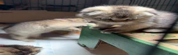 Scottish Fold cats for sale: Scottish fold and British shorthair kittens - Advert 30