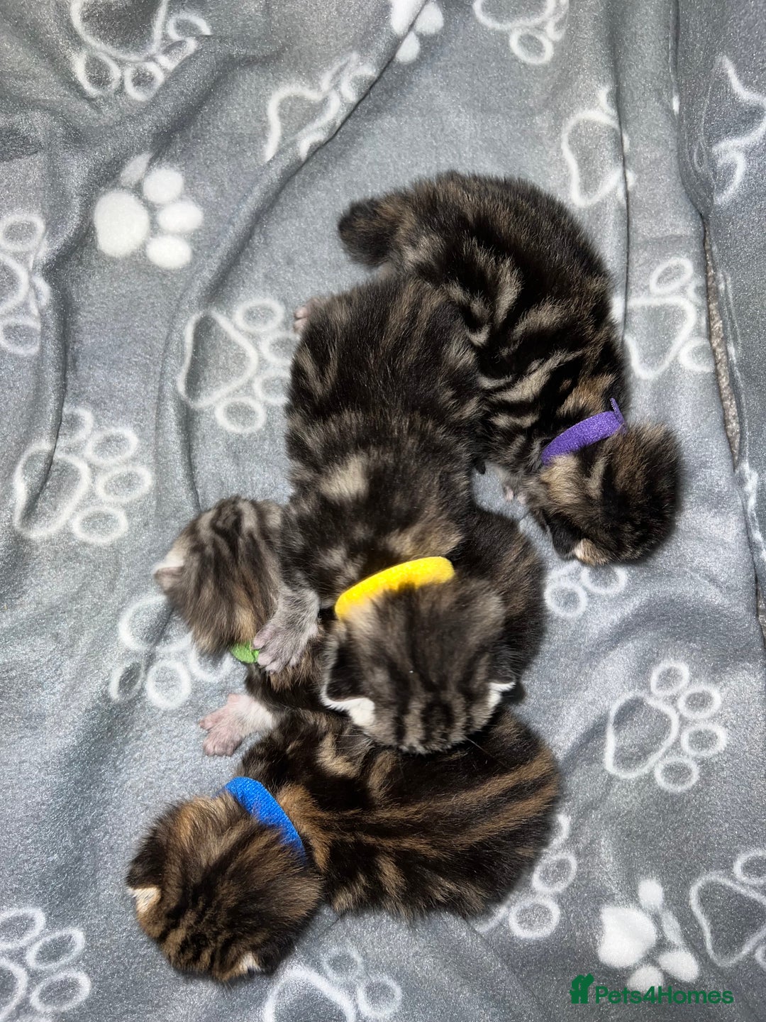 Bengal cats for sale: Bengal  kittens - Image 5