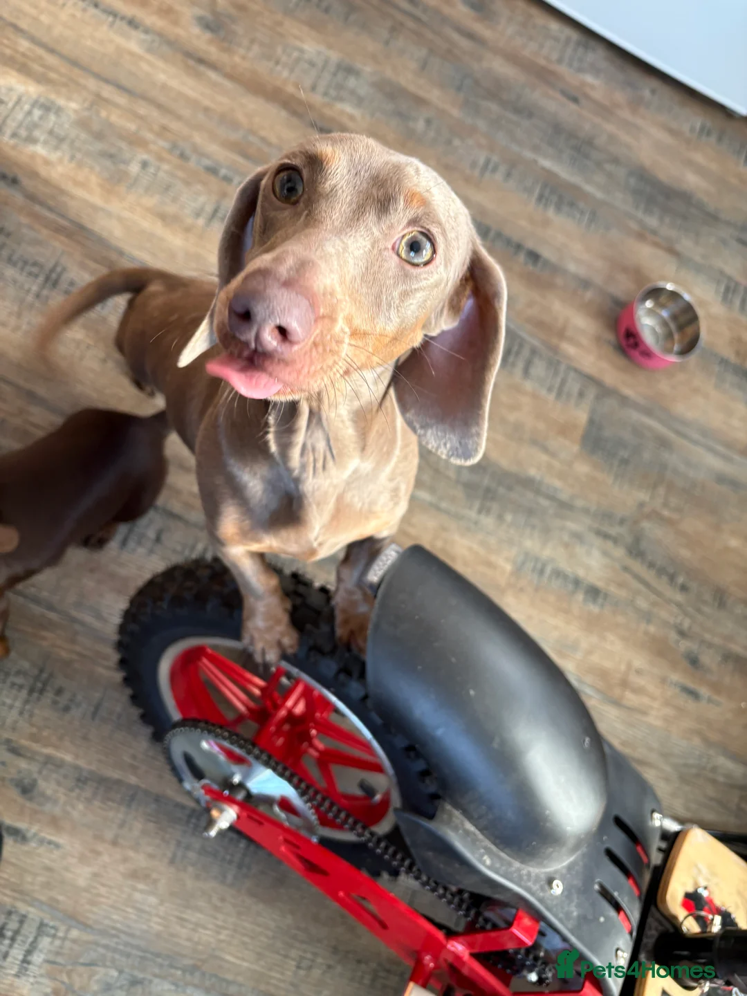 Miniature Dachshund dogs for sale: Miniature Isabella & tan dachshund female  - Advert 5