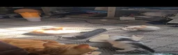 Mixed Breed cats for sale: Kittens ready to look for homes  - Advert 11