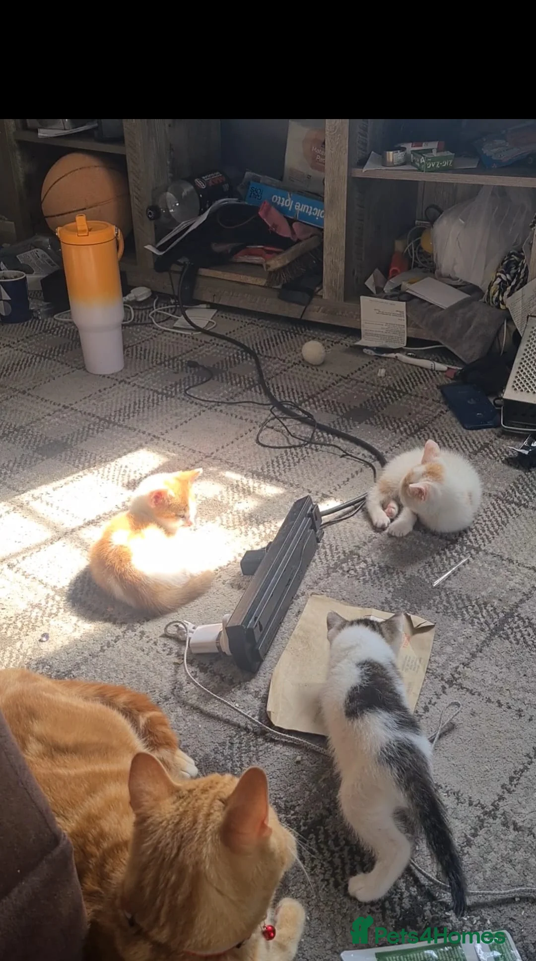 Mixed Breed cats for sale: Kittens ready to look for homes  - Advert 11