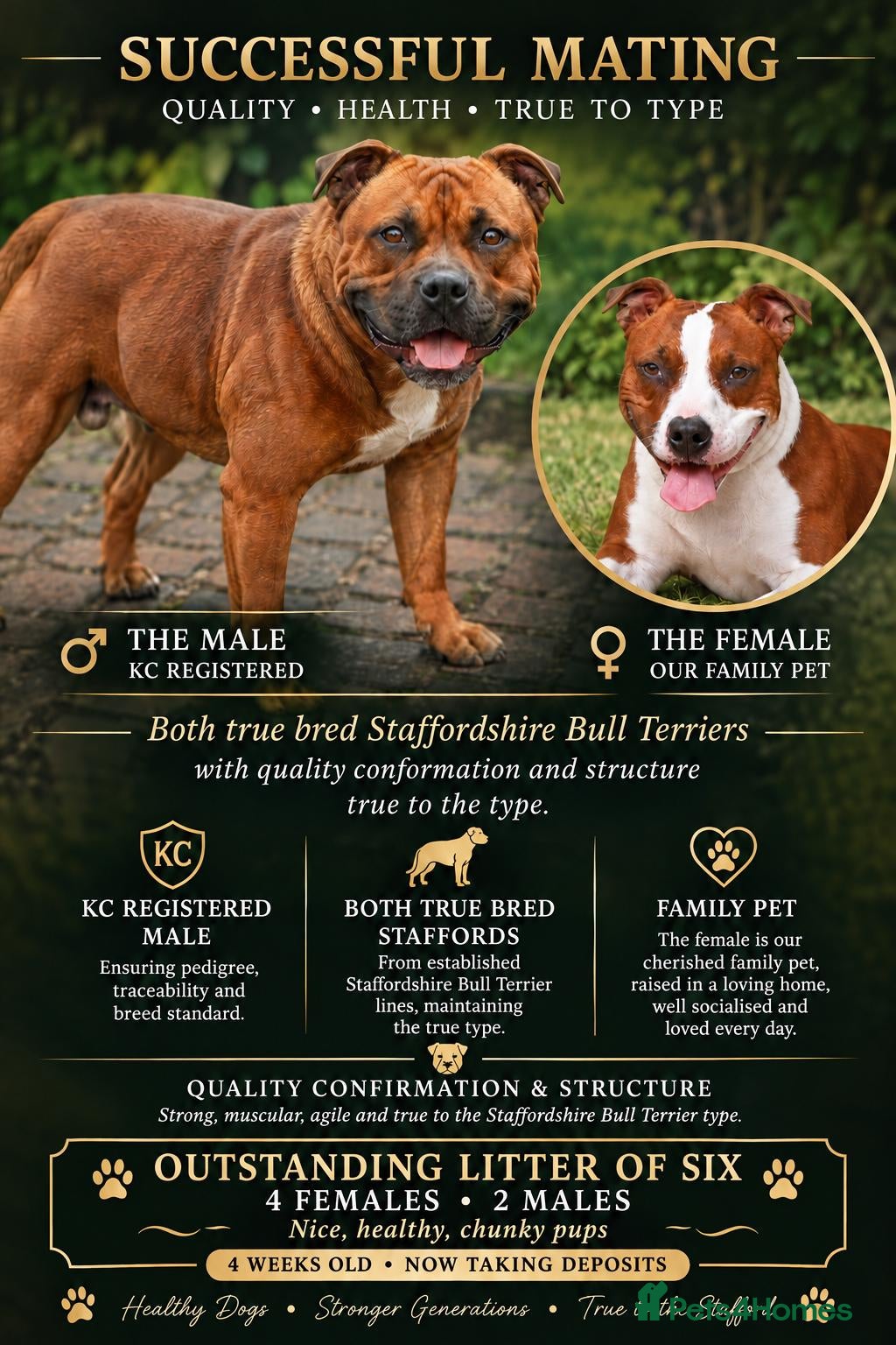 Staffordshire Bull Terrier dogs for sale:  red staffordshire bullterrier puppies 🐶  - Advert 14