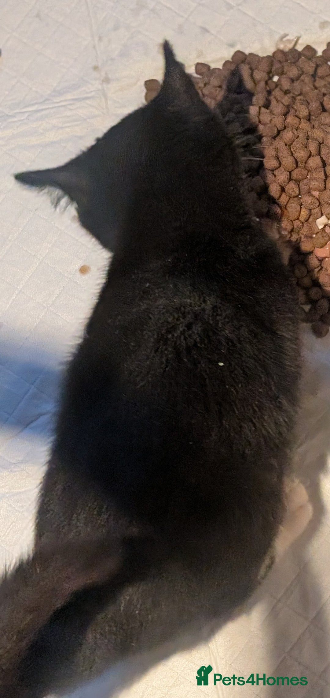 Mixed Breed cats for sale: Gorgeous 2 little girls  - Advert 3