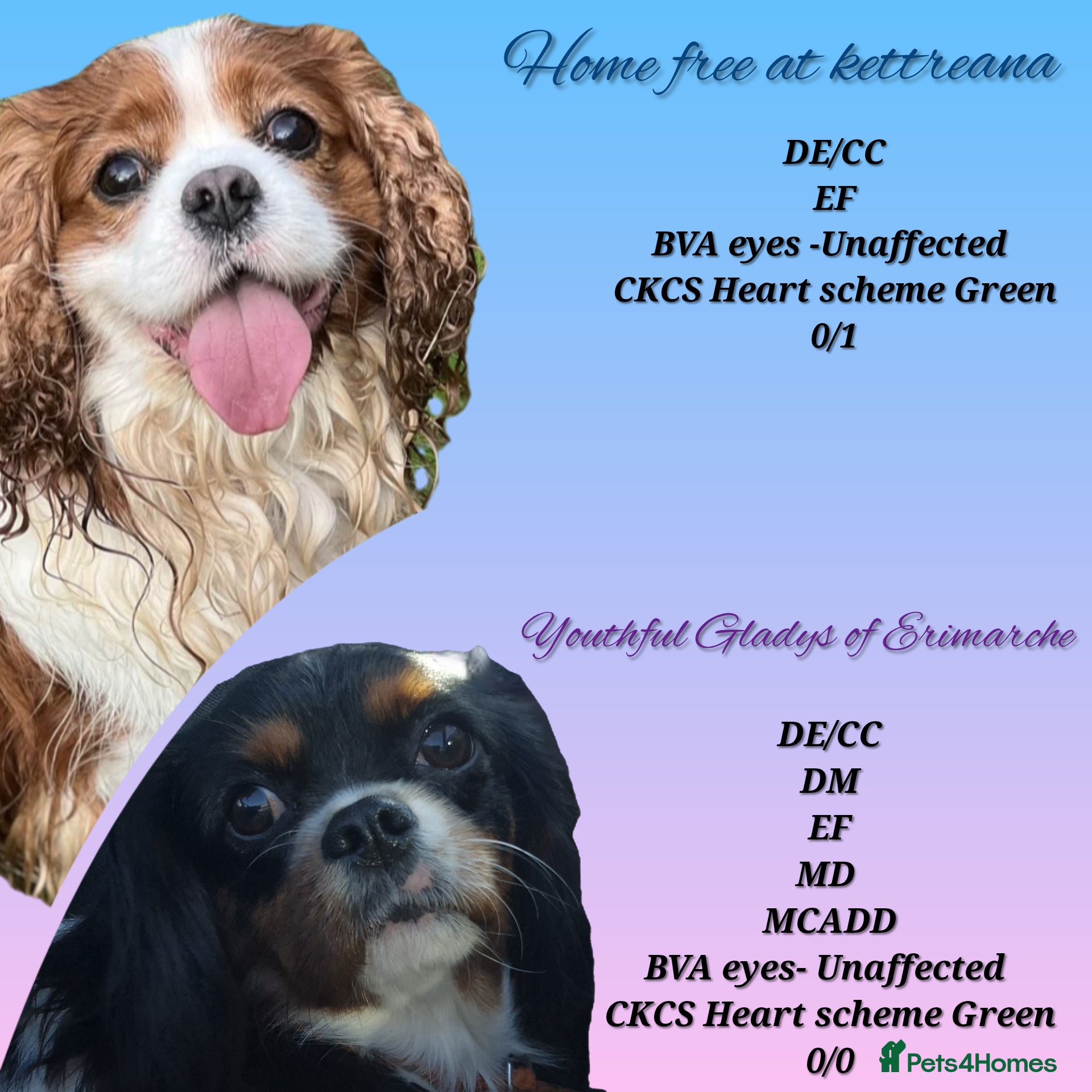 Cavalier King Charles Spaniel dogs kc, health tested, ckcs in Clitheroe - Advert 1